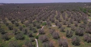 XYLELLA, ALLEANZA COOPERATIVE: DESTINARE PROSSIME RISORSE UE ALLA RICERCA E ALLA RICONVERSIONE